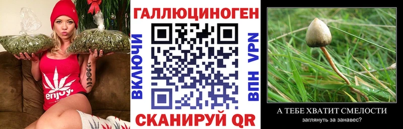 KRAKEN tor  маркетплейс состав  Псилоцибиновые грибы Psilocybe  купить наркоту  Дубна 